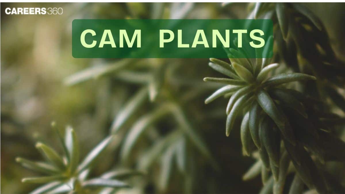 CAM Plants: Definition, Evolution, Photosynthesis, Examples